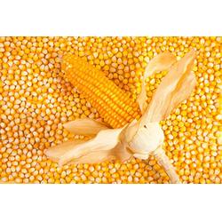 玉米供应商 上海骧旭农产品 在线咨询 玉米