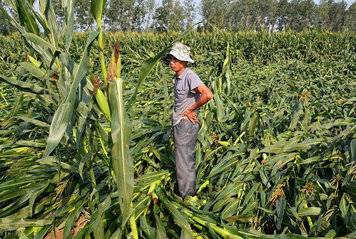 玉米价格创4年新高,玉米加工产品一片涨价,要涨到啥时候